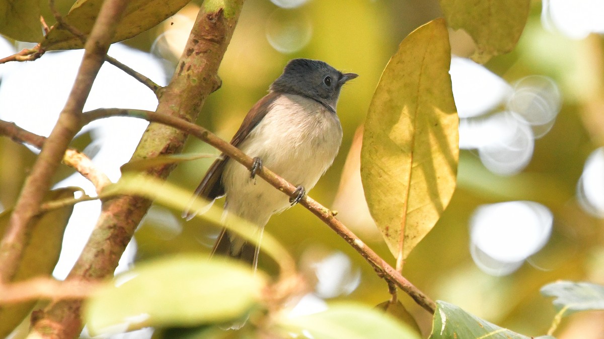 Black-naped Monarch - ML615306344