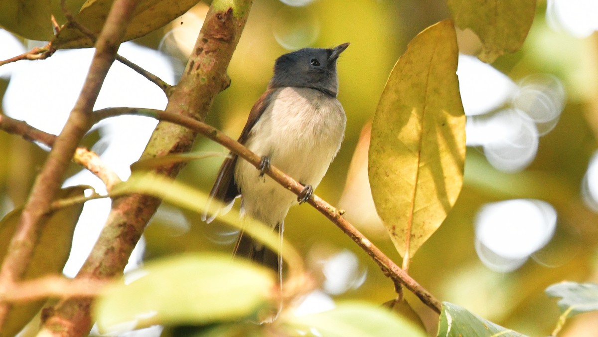 Black-naped Monarch - ML615306345