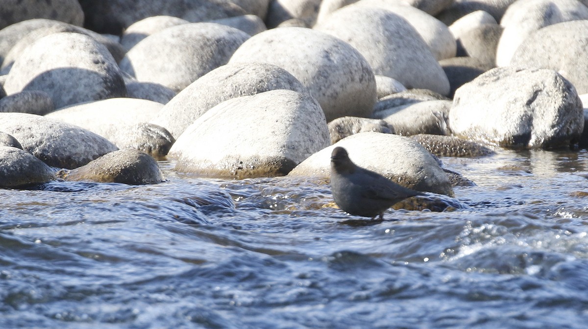 American Dipper - ML615306387