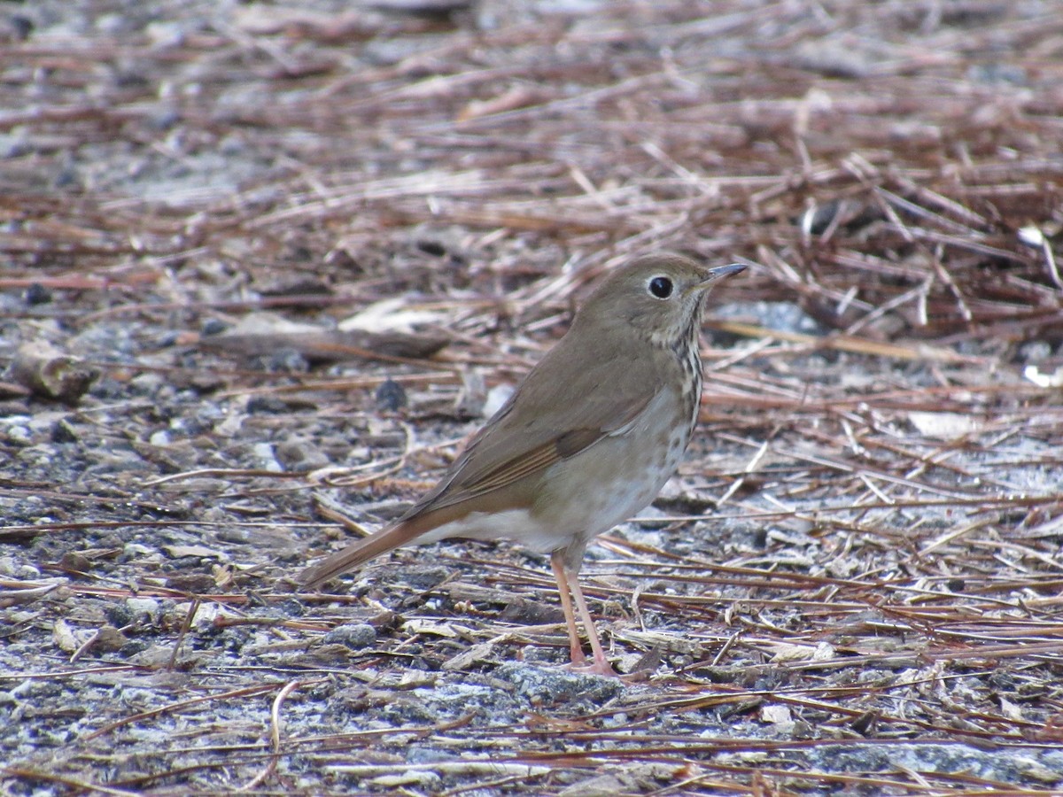Hermit Thrush - ML615306402