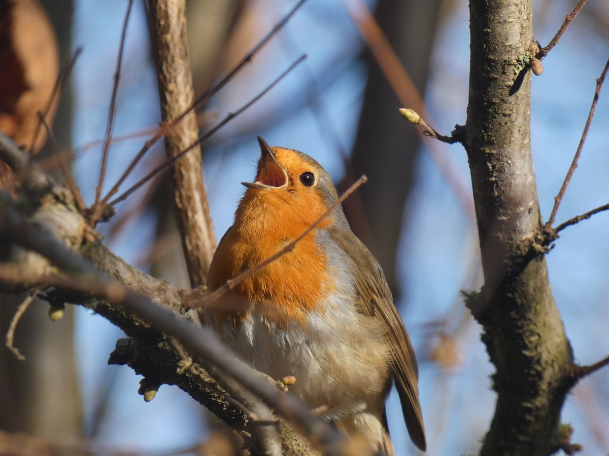 European Robin - ML615306405