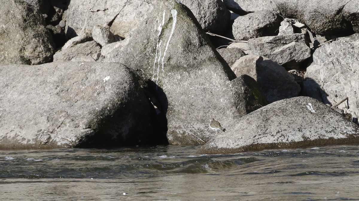 Spotted Sandpiper - ML615306414