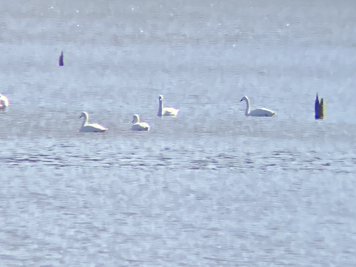 Tundra Swan - ML615306422