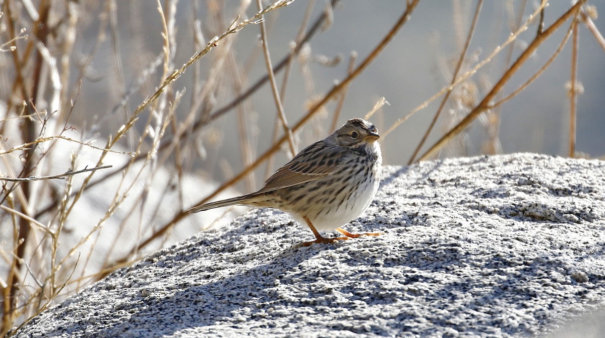 Lincoln's Sparrow - ML615306423