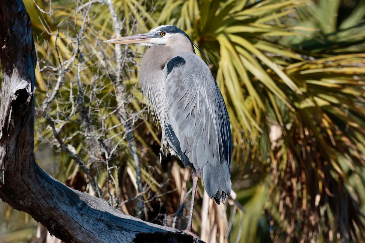 Great Blue Heron - Harold Brewer