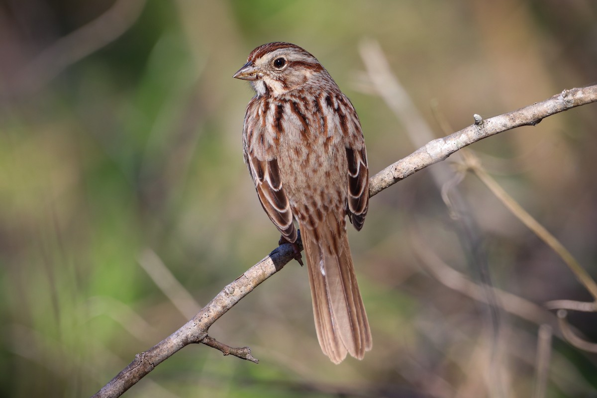 Song Sparrow - ML615306503