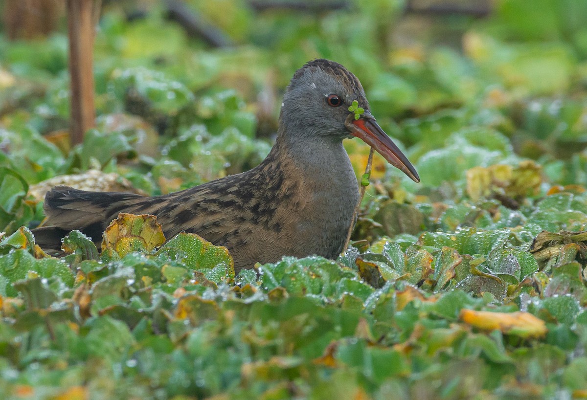 Water Rail - ML615306602