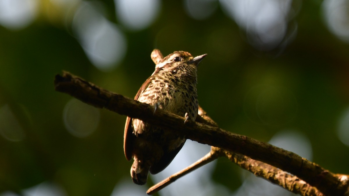 Speckled Piculet - Carl Winstead