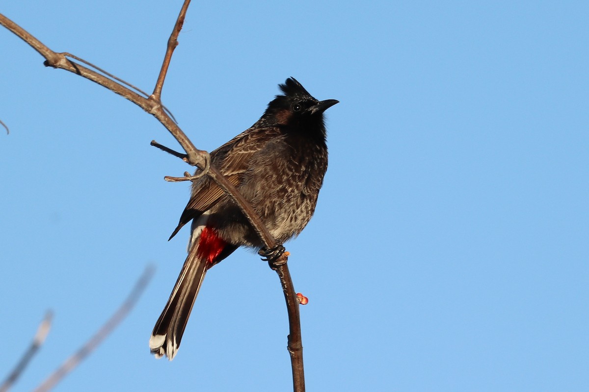 Red-vented Bulbul - ML615306657