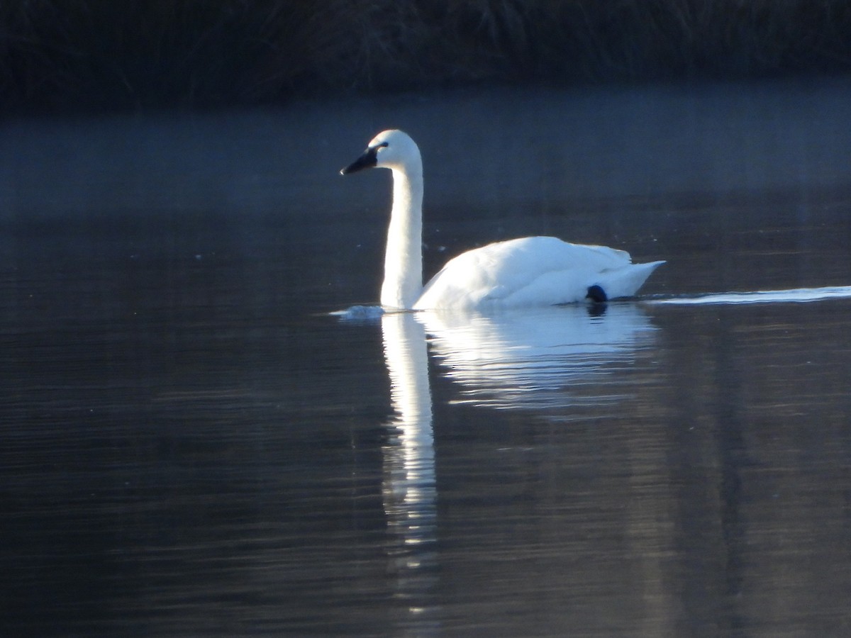 Zwergschwan - ML615306662