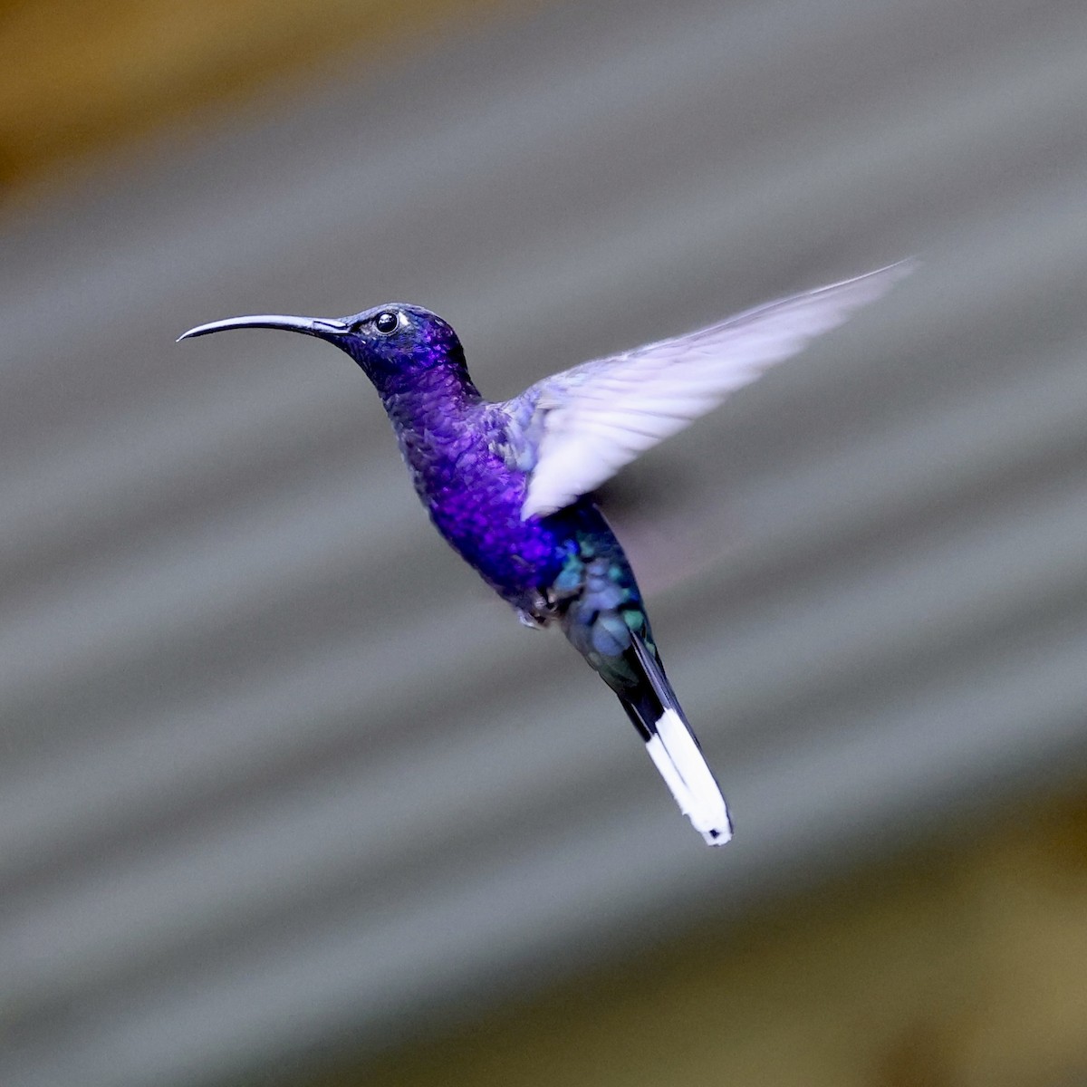 Colibrí Morado - ML615306711