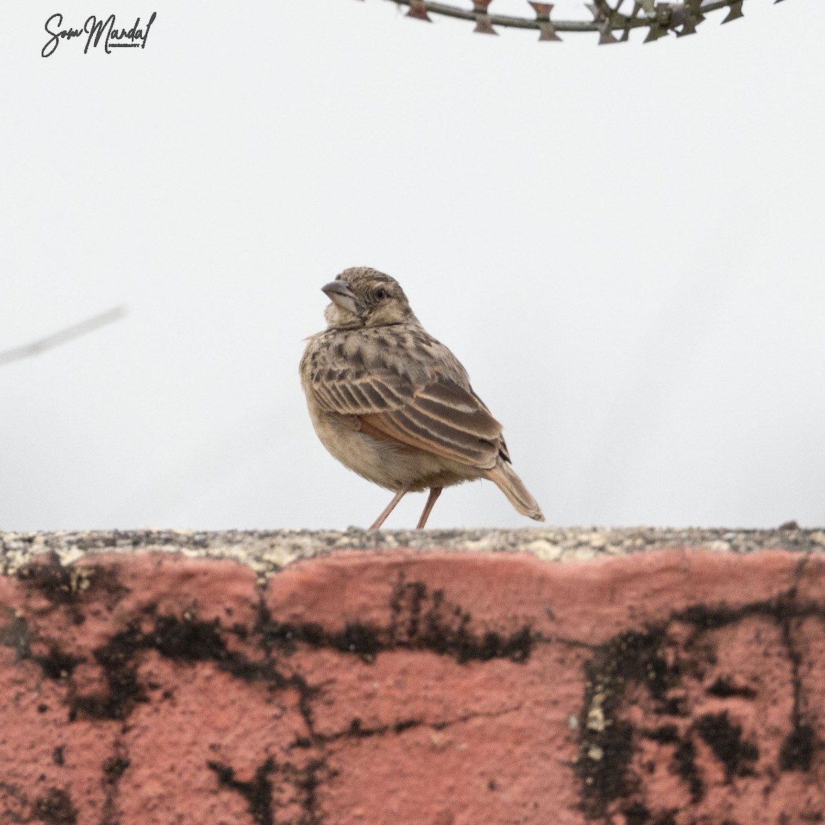 Bengal Bushlark - Som Mandal