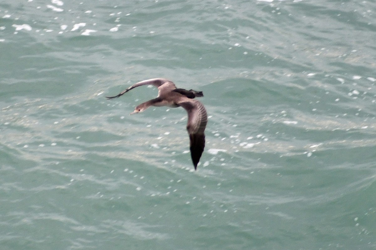 Spotted Shag - ML615306807