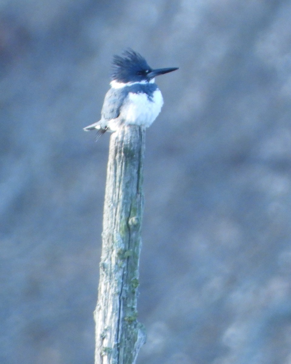 Gürtelfischer - ML615306812