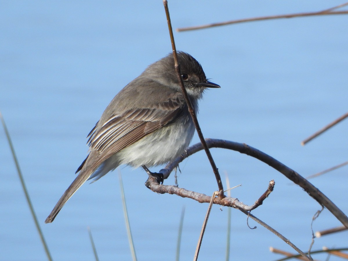 Weißbauch-Phoebetyrann - ML615306830