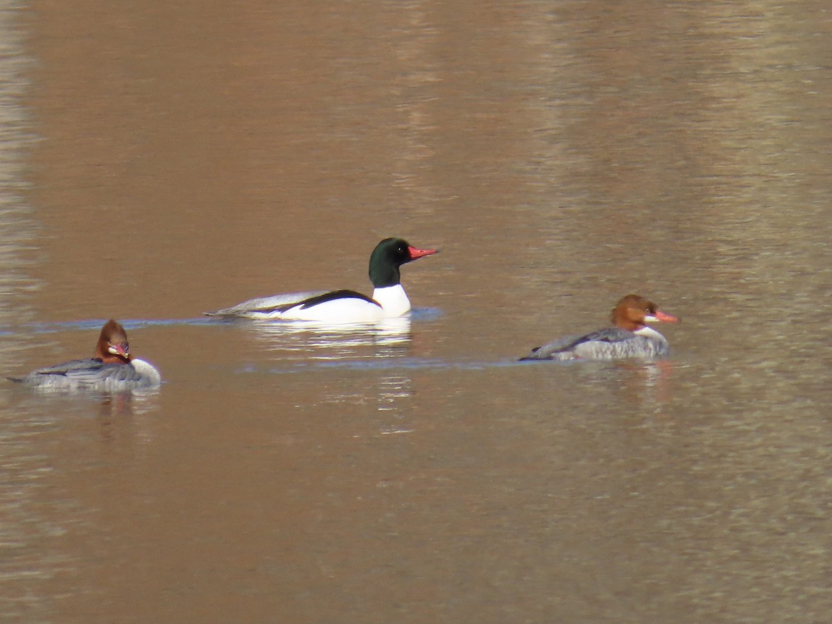 Common Merganser - ML615306888