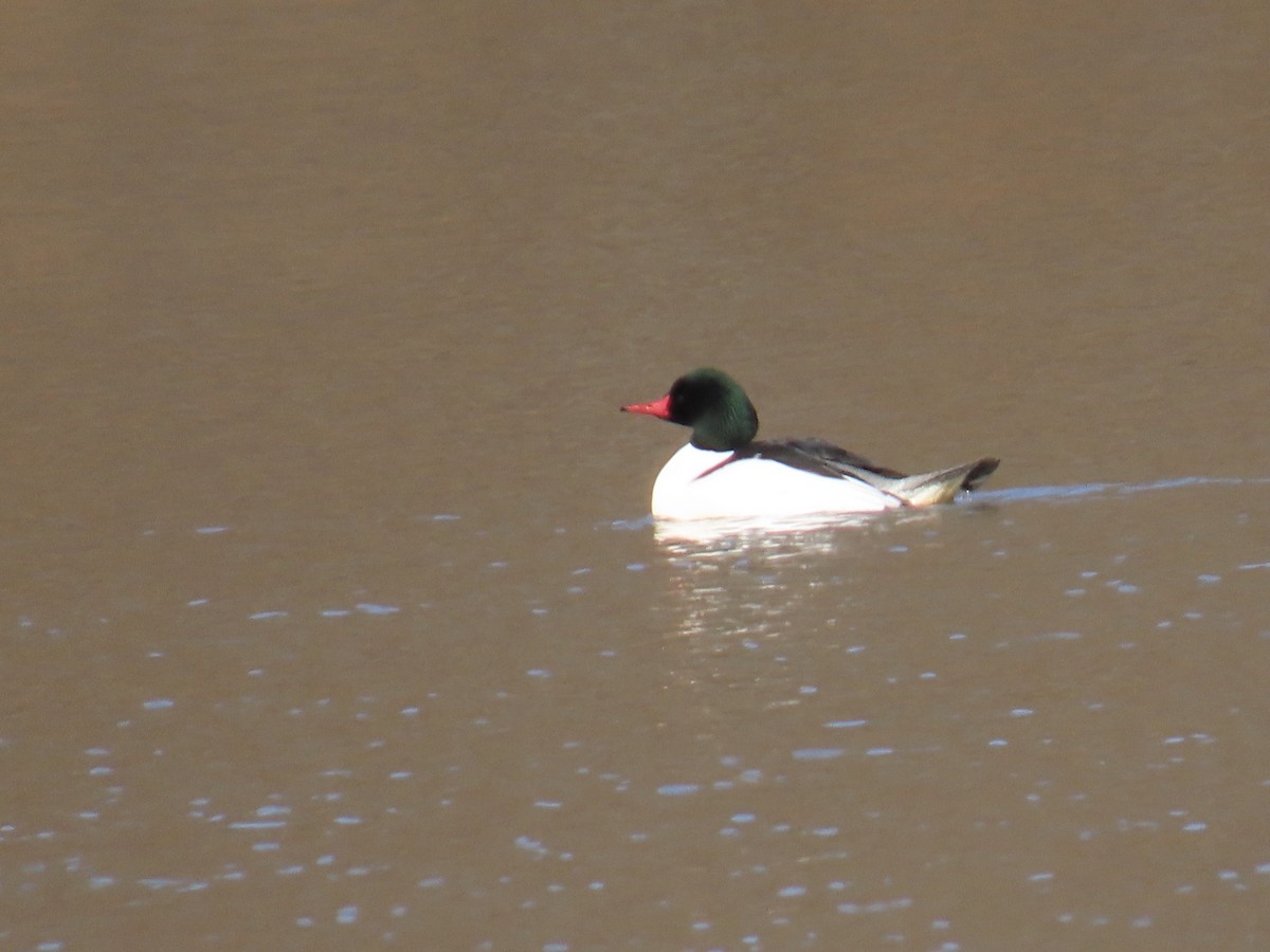 Common Merganser - ML615306892