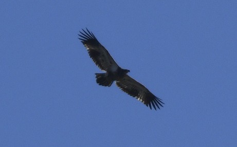 Weißkopf-Seeadler - ML615306931