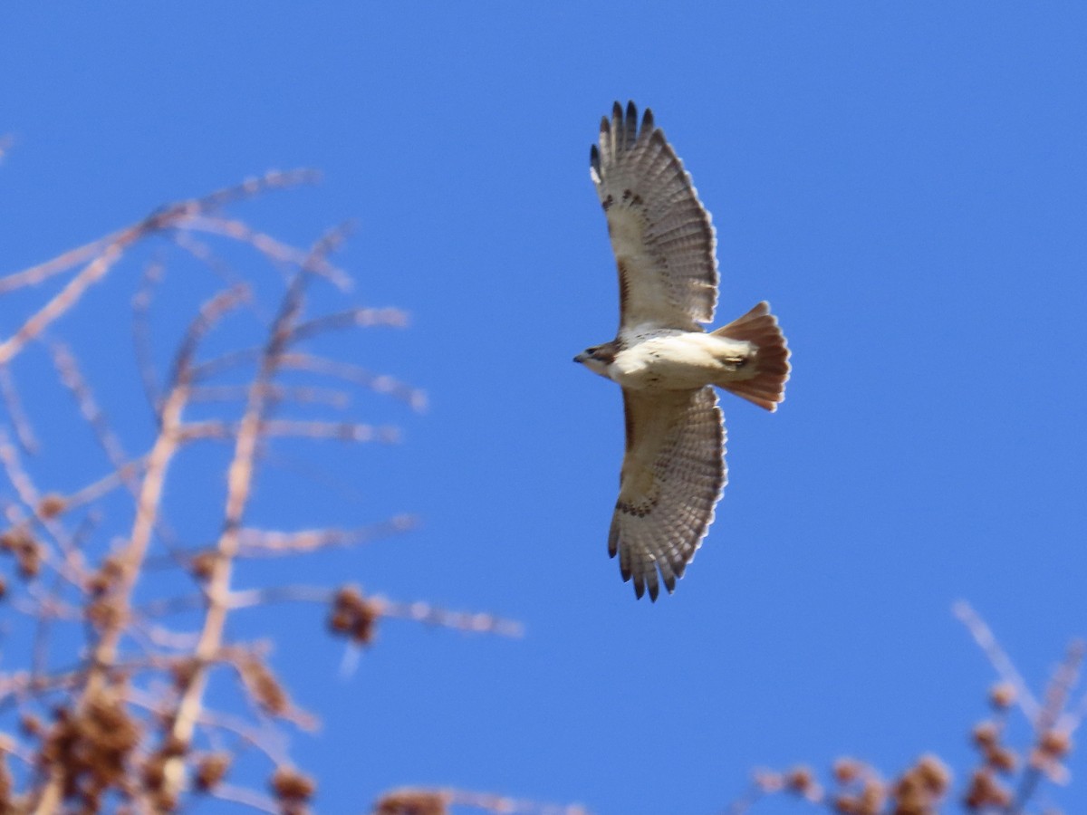 Red-tailed Hawk - ML615306932