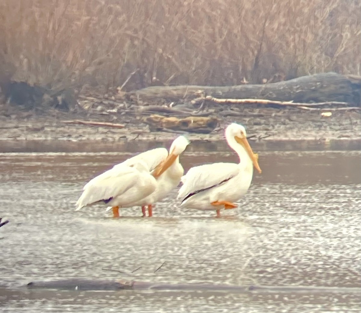 American White Pelican - ML615306967