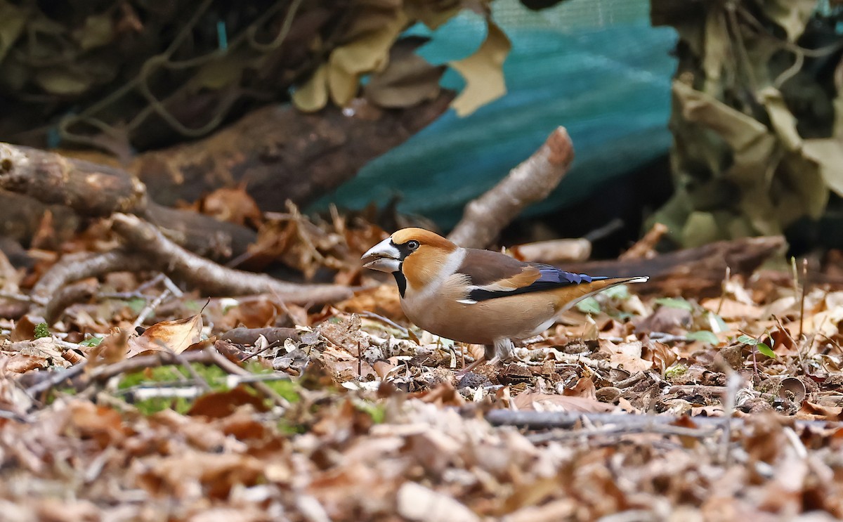 Hawfinch - ML615307040