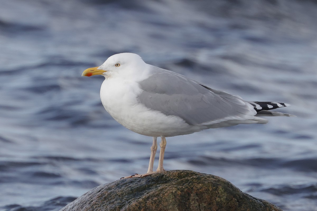 Herring Gull (European) - Mats  Wallin