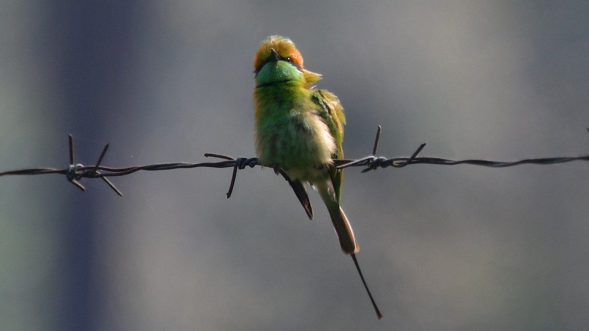 Asian Green Bee-eater - Carl Winstead