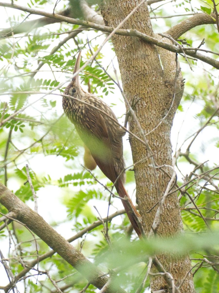 Ivory-billed Woodcreeper - ML615307105