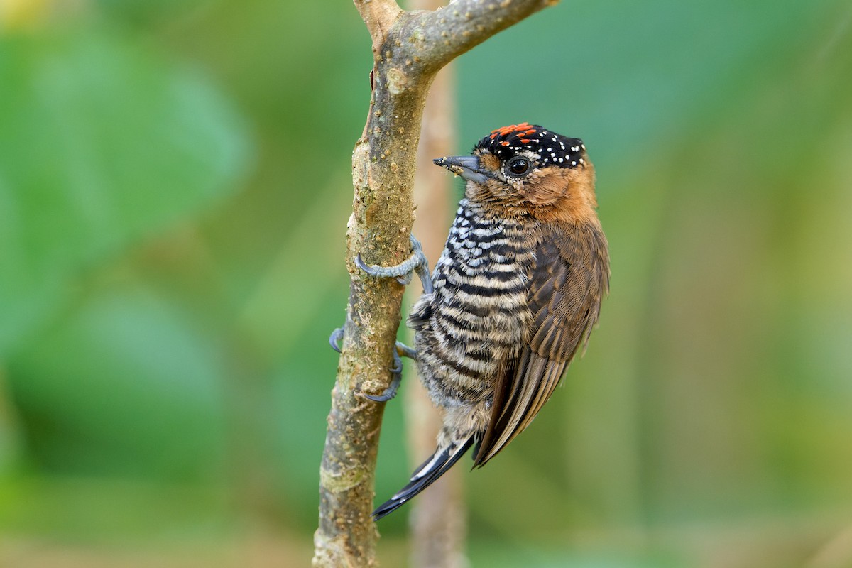 Ochre-collared Piculet - ML615307148