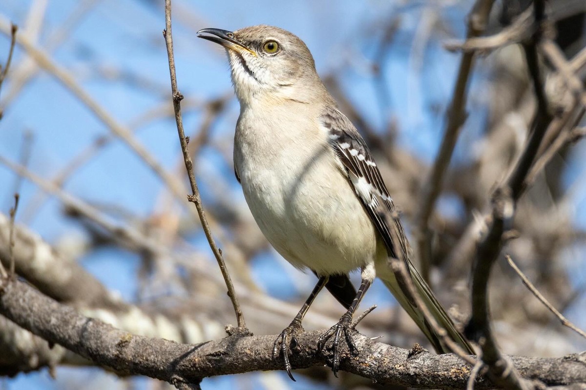 Northern Mockingbird - Steven Self