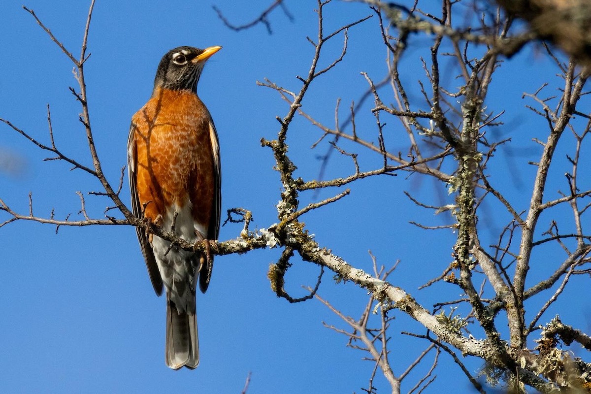 American Robin - ML615307195