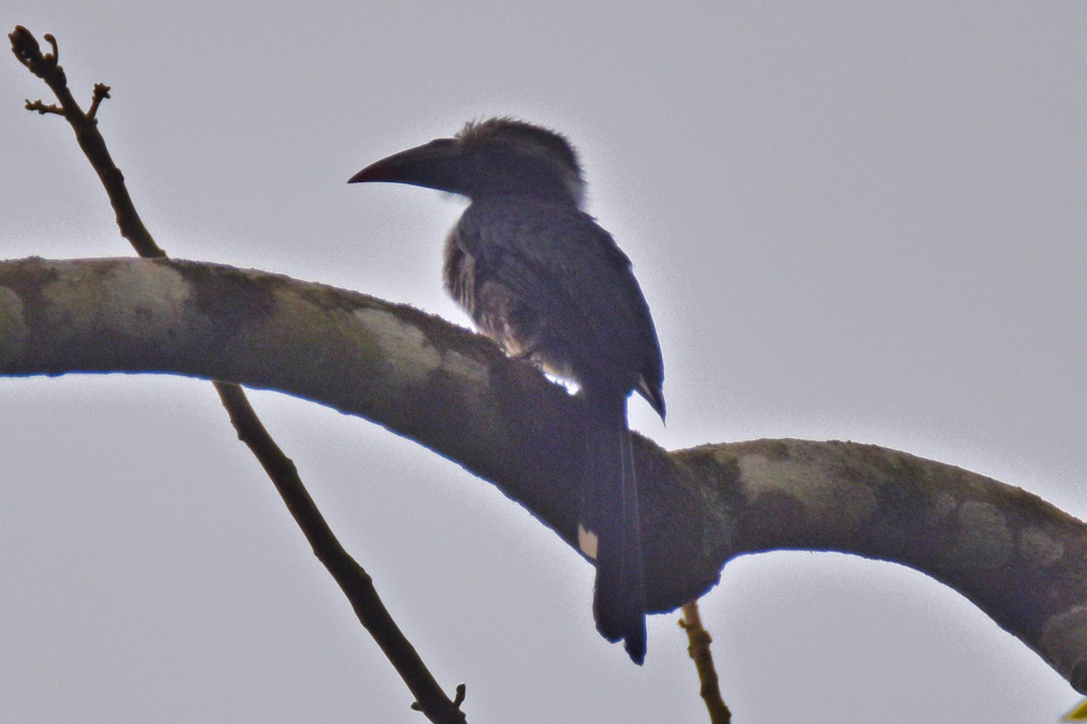 Western Dwarf Hornbill - ML615307206