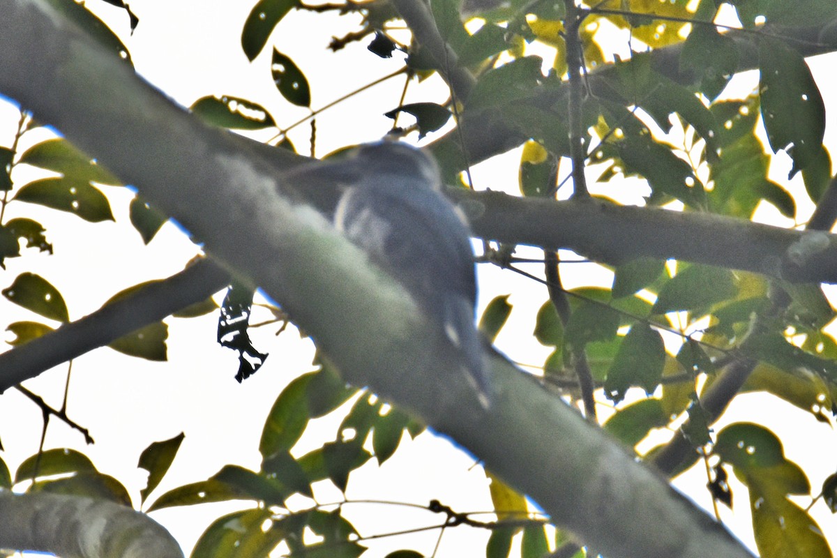 Western Dwarf Hornbill - ML615307207