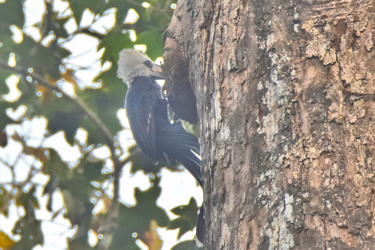 Western Long-tailed Hornbill - Peter Kavouras