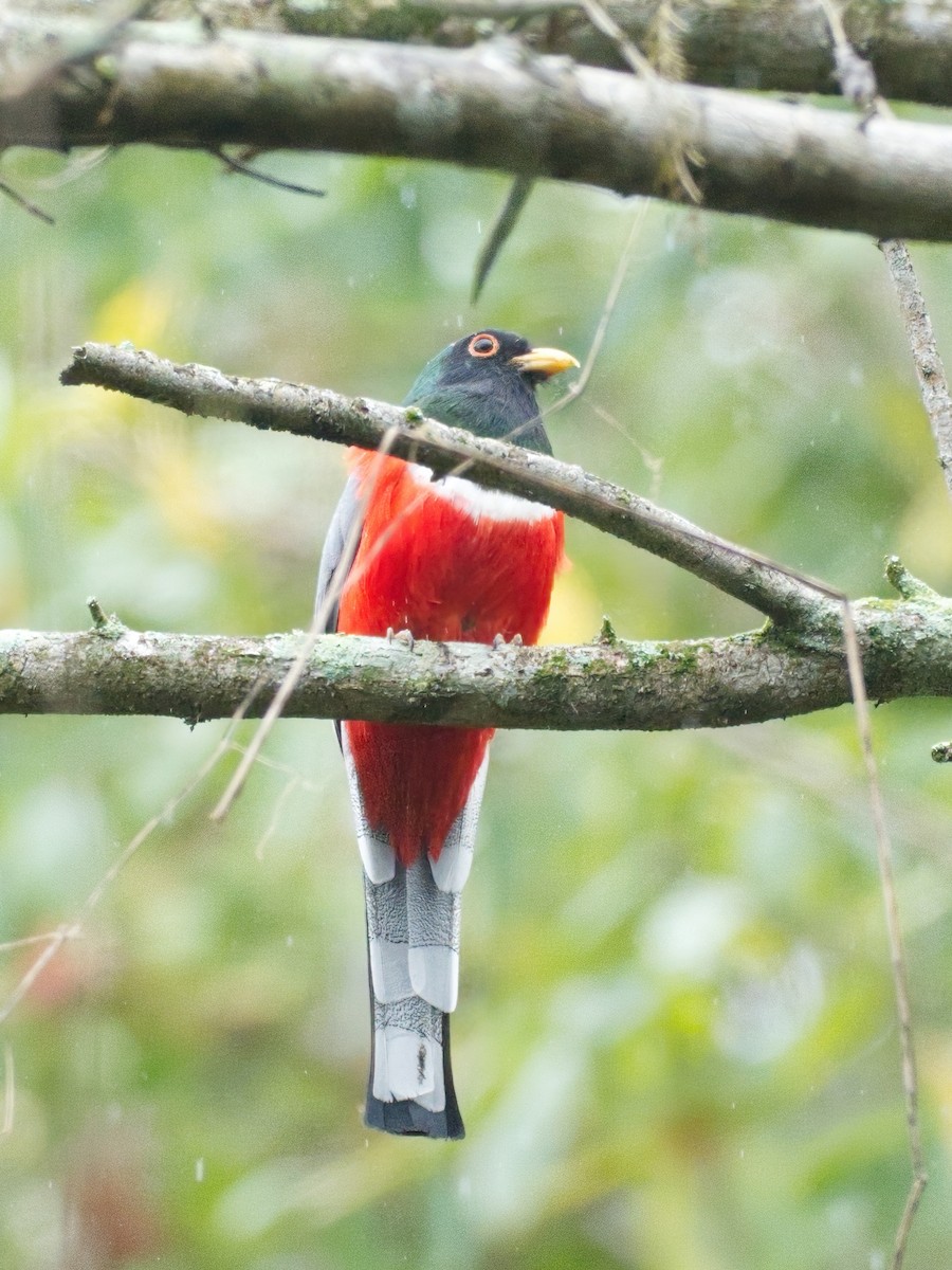 trogon krásný - ML615307227