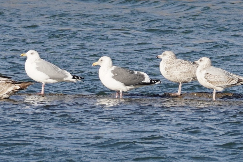 Slaty-backed Gull - ML615307237