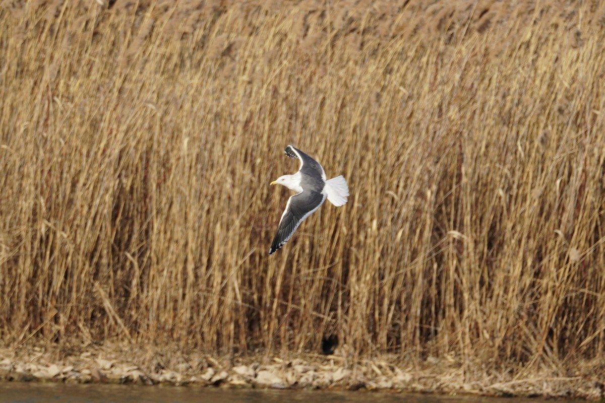 Slaty-backed Gull - ML615307246