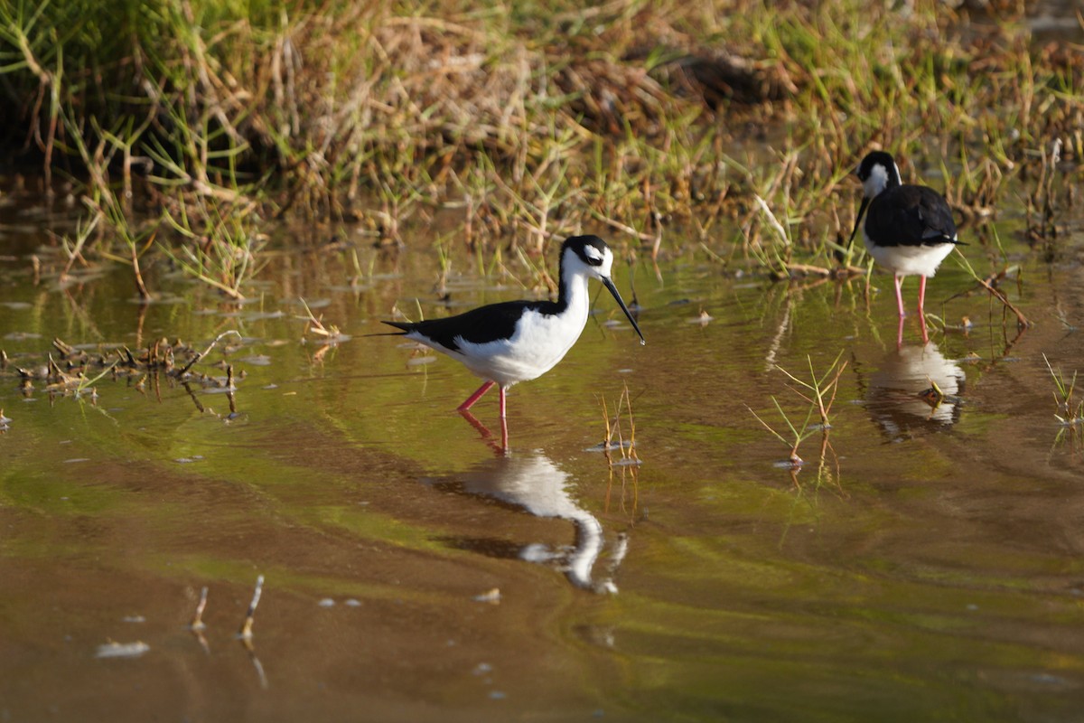 Black-necked Stilt - ML615307280