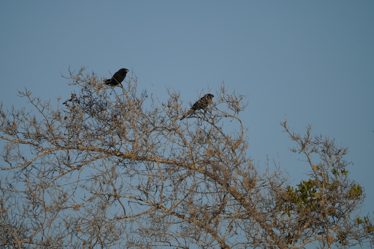 Smooth-billed Ani - ML615307312