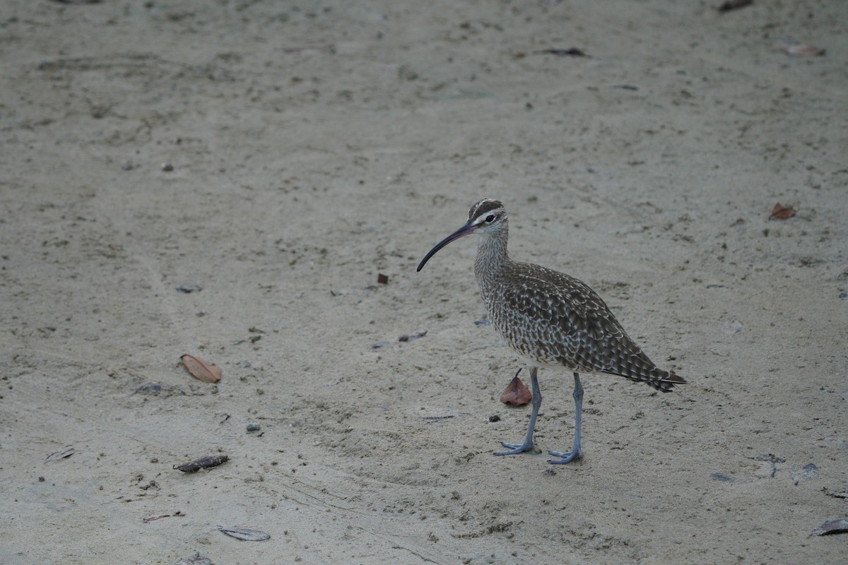 Whimbrel - Michael Walter