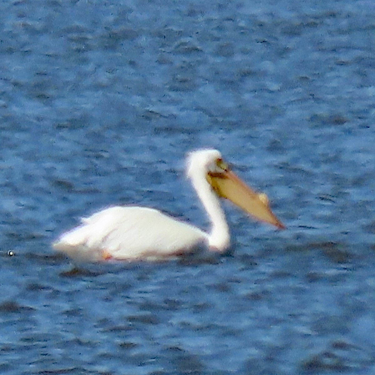 American White Pelican - Vicki Nebes