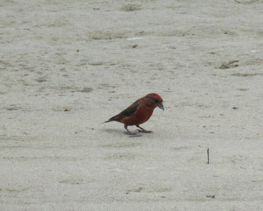 Red Crossbill - ML615307525