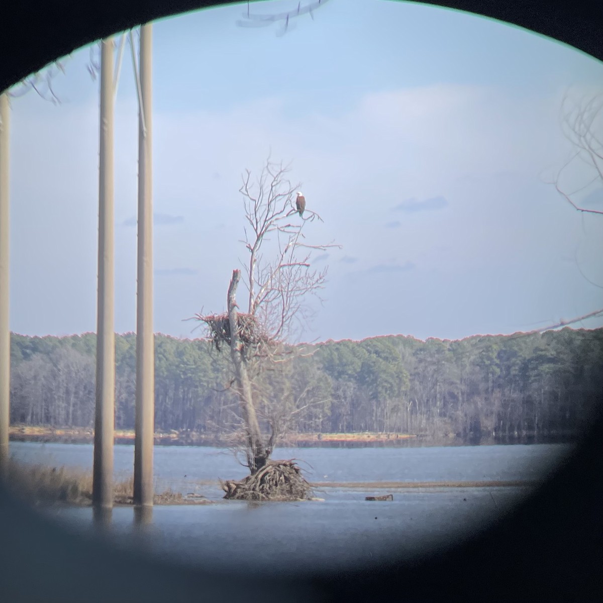 Bald Eagle - ML615307542