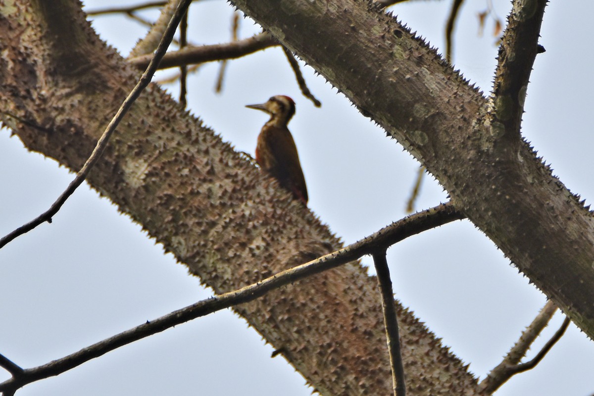 Fire-bellied Woodpecker - ML615307543