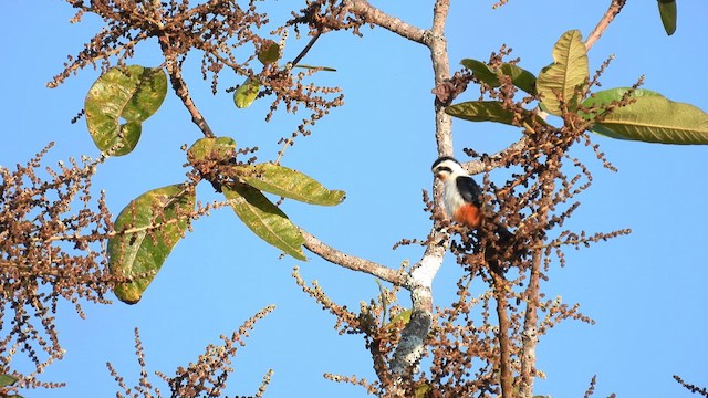 Collared Falconet - ML615307584