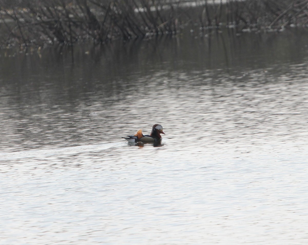 Mandarin Duck - ML615307642