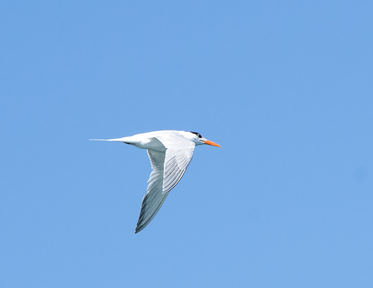 Royal Tern - ML615307673