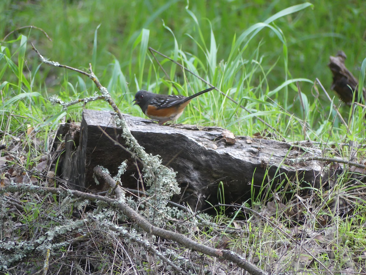 Spotted Towhee - Lori Markoff