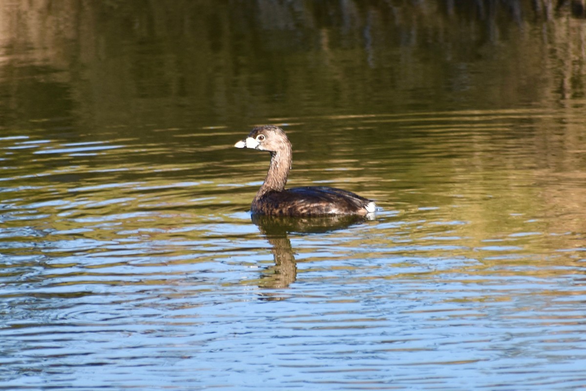 Pied-billed Grebe - ML615307776