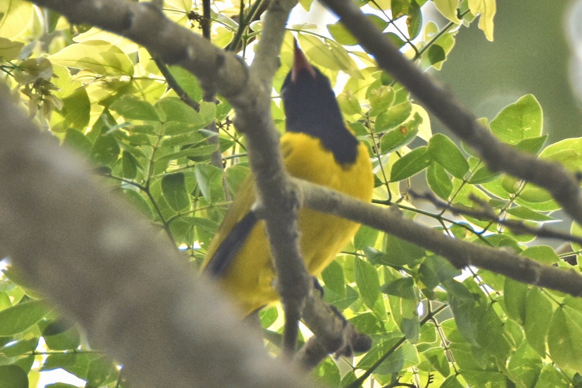 Black-winged Oriole - ML615307817